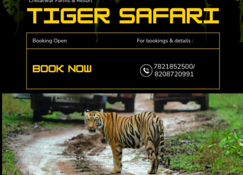 Explore the Wilderness: Chillarwar Farm’s & Resort and Tadoba Safari Adventures